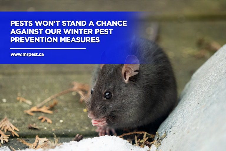 Winter Pest Control Strategies For A Pest Free Home Mr Pest Control