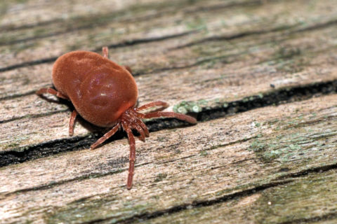 Know your Clover mites and what to do about them - Mr Pest Control