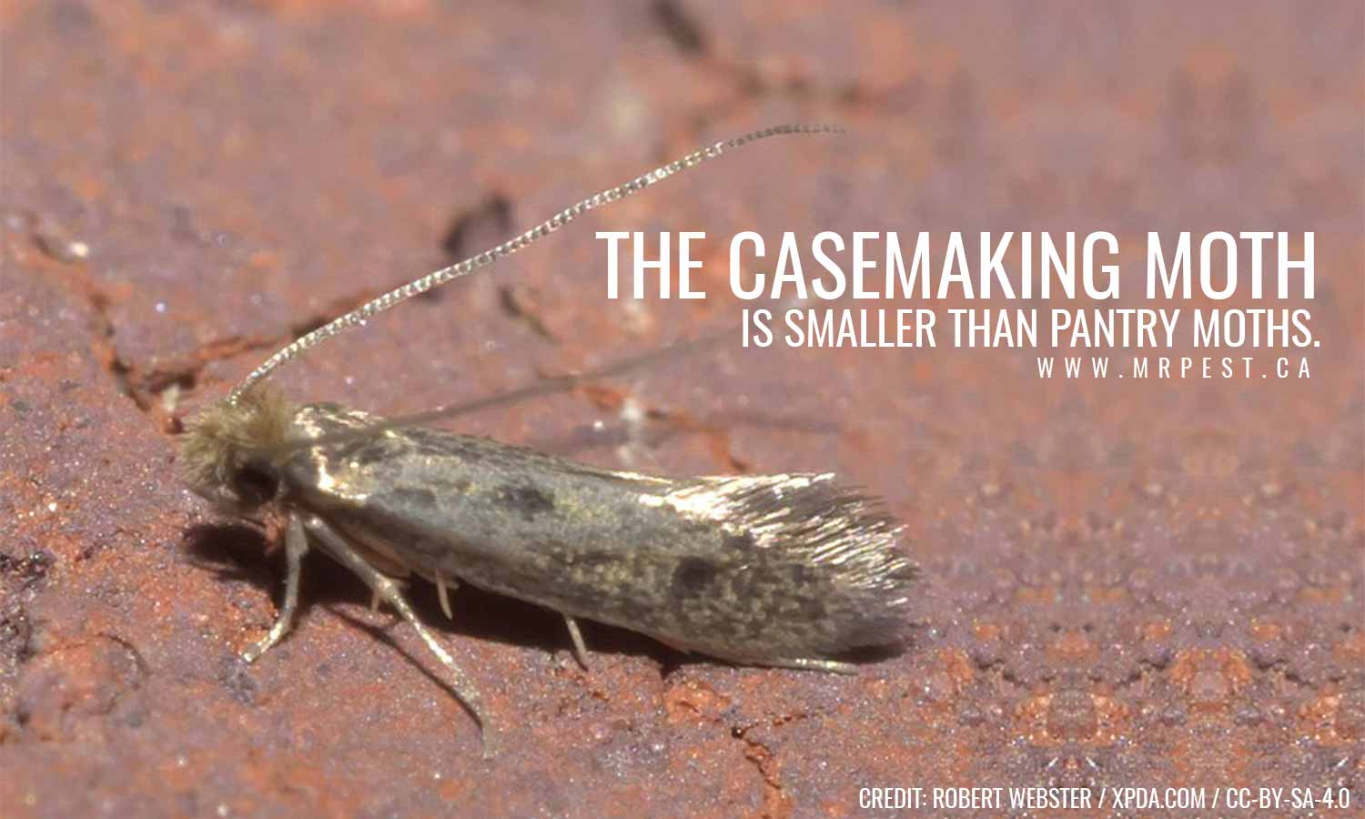 Casemaking Clothes Moths, Casemaking Clothes Moth Control