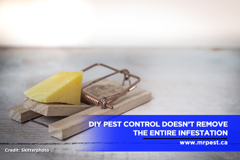 Finding Quality Pest Control Services in Barrie