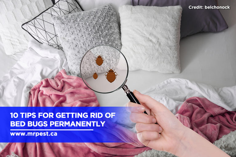 1 DIY Tips How To Get Rid Of Carpet Beetles Permanently NOW