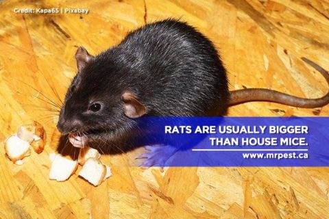 Why Rats and Mice Are Attracted to Your Home