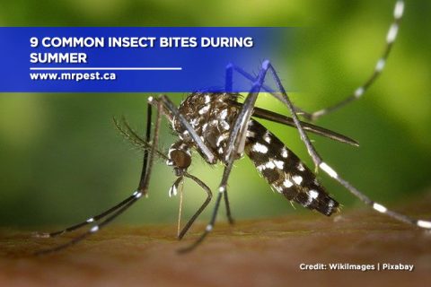 9 Common Insect Bites During Summer - Mr Pest Control