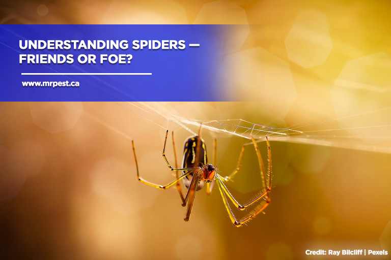 What Kind of Spiders Can You Find in Orange County?