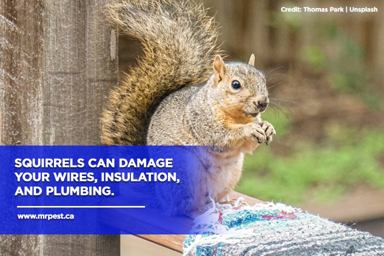 https://www.mrpest.ca/wp-content/uploads/2022/08/Squirrels-can-damage-your-wires-insulation-and-plumbing.jpg