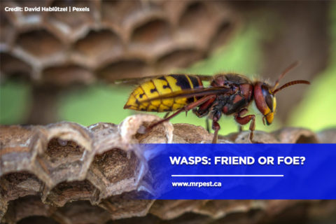 Wasps: Friend or Foe? - Mr Pest Control