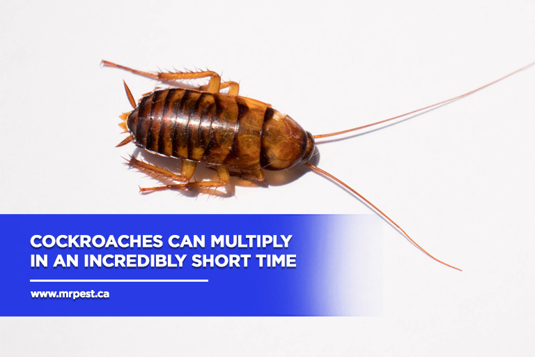 Cockroaches Can Multiply In An Incredibly Short Time 