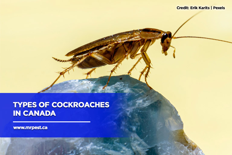 Types Of Cockroaches In Canada 