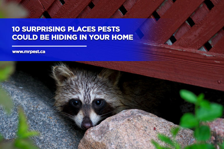 https://www.mrpest.ca/wp-content/uploads/2023/05/10-Surprising-Places-Pests-Could-Be-Hiding-in-Your-Home.jpg