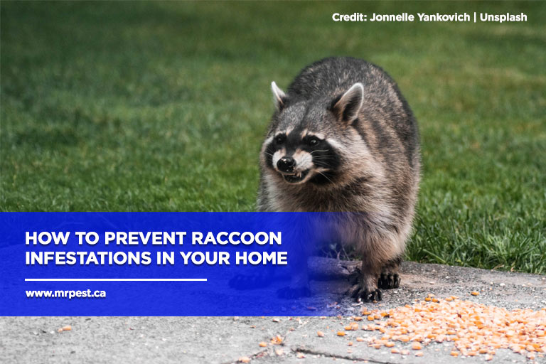 https://www.mrpest.ca/wp-content/uploads/2023/07/How-to-Prevent-Raccoon-Infestations-in-Your-Home.jpg