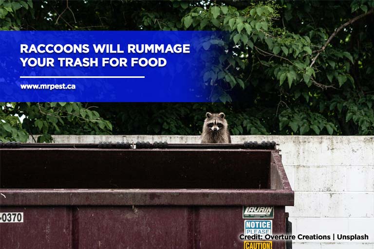 How To Remove Raccoons From Your Property