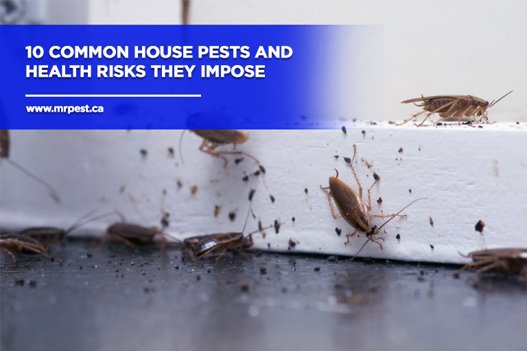 https://www.mrpest.ca/wp-content/uploads/2023/08/10-Common-House-Pests-and-Health-Risks-They-Impose.jpg