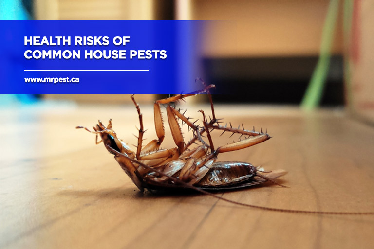 Health Risks of Common House Pests - Mr Pest Control