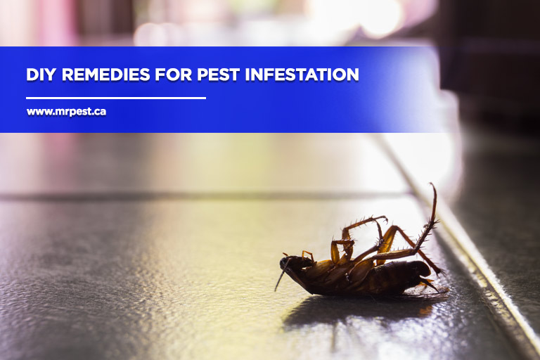 10 Effective Home Remedies to Get Rid of Termites in 2024