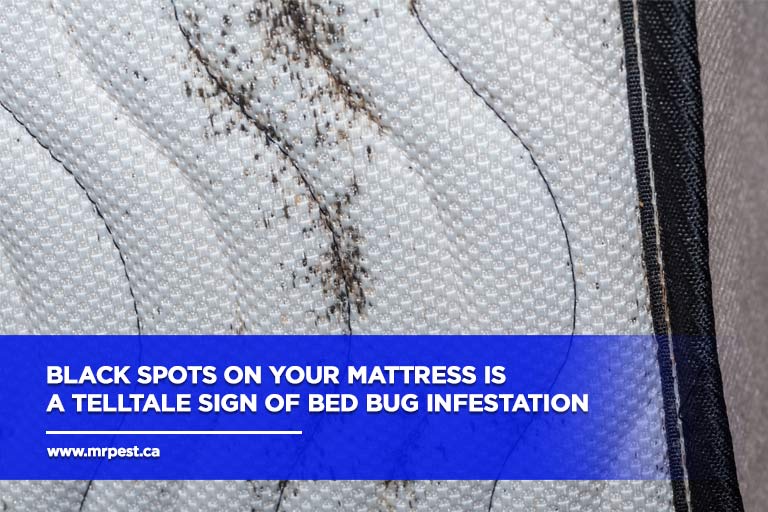 How Bed Bugs Survive And Thrive In The Winter - Mr Pest Control