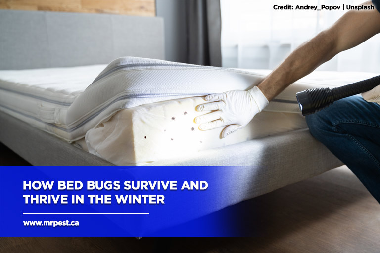 How Bed Bugs Survive and Thrive in the Winter Mr Pest Control