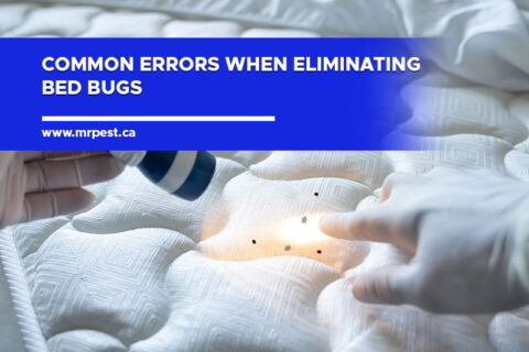 Common Errors When Eliminating Bed Bugs - Mr Pest Control