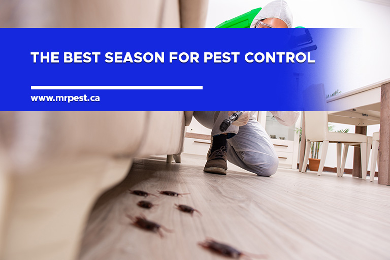 Pest Control Service Coquitlam