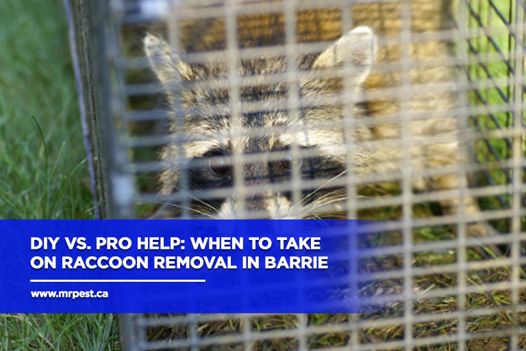 DIY vs. Pro Help: When to Take on Raccoon Removal in Barrie - Mr Pest ...