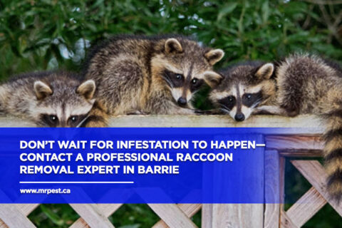 DIY vs. Pro Help: When to Take on Raccoon Removal in Barrie - Mr Pest ...