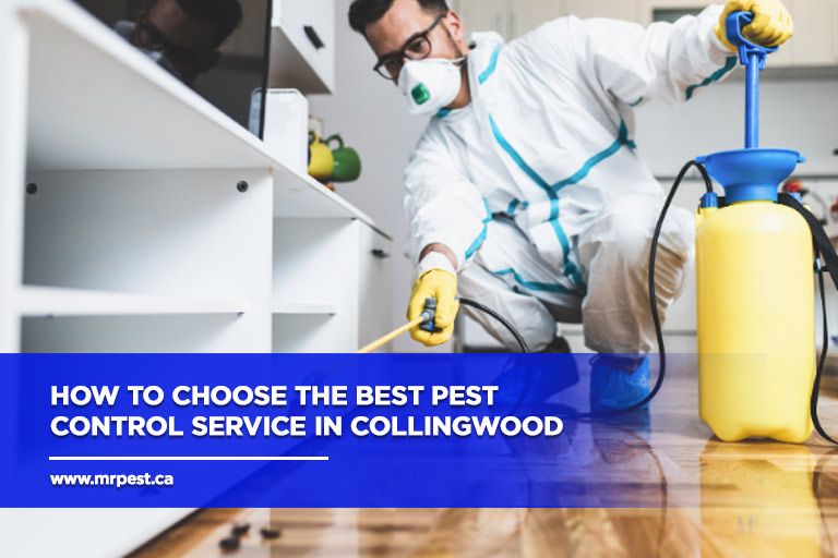 Pest Control Service Coquitlam